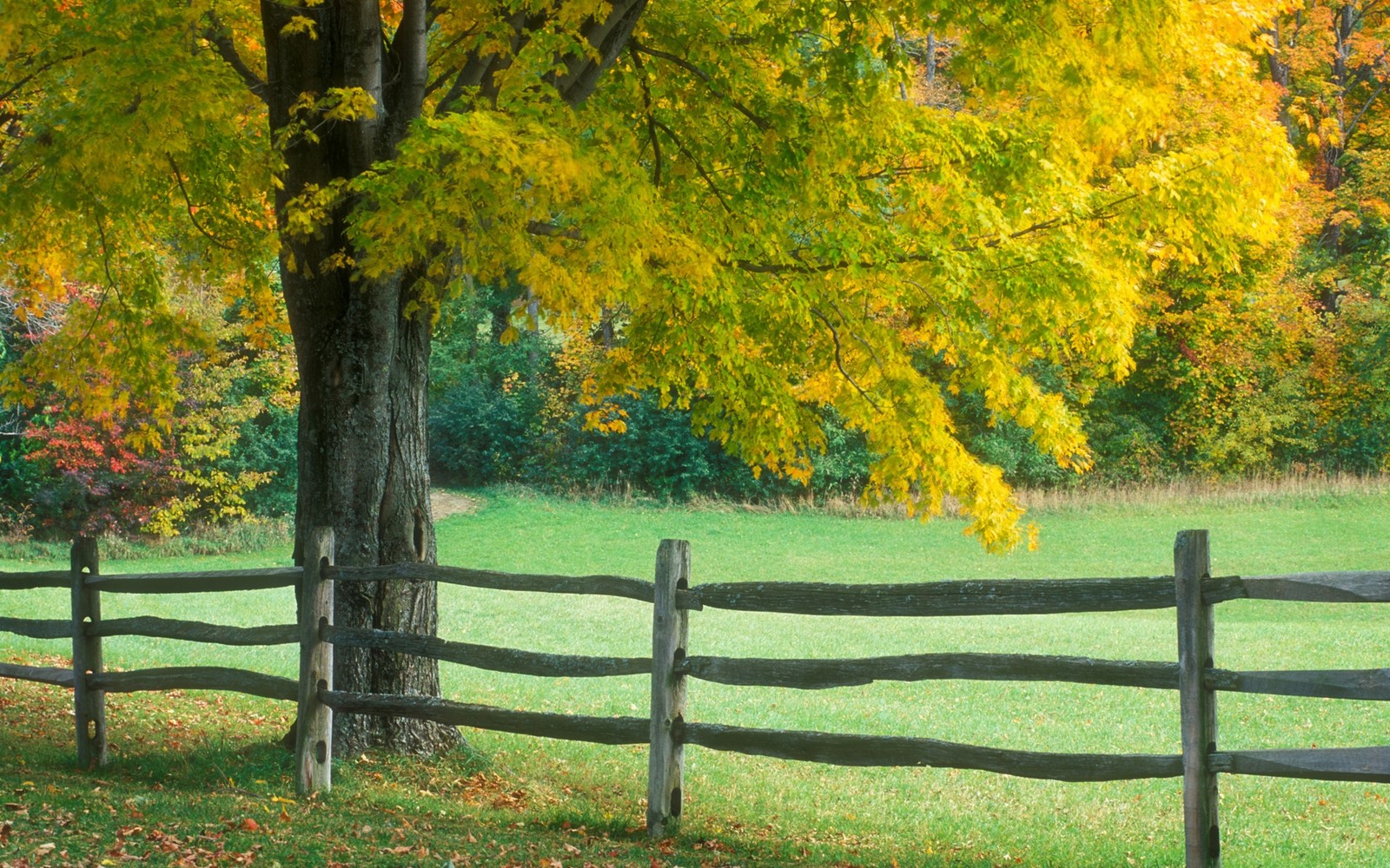 nature, tree, yellow, autumn, lawn wallpaper