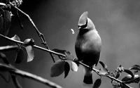 bec, oiseau, branche, noir et blanc, paon