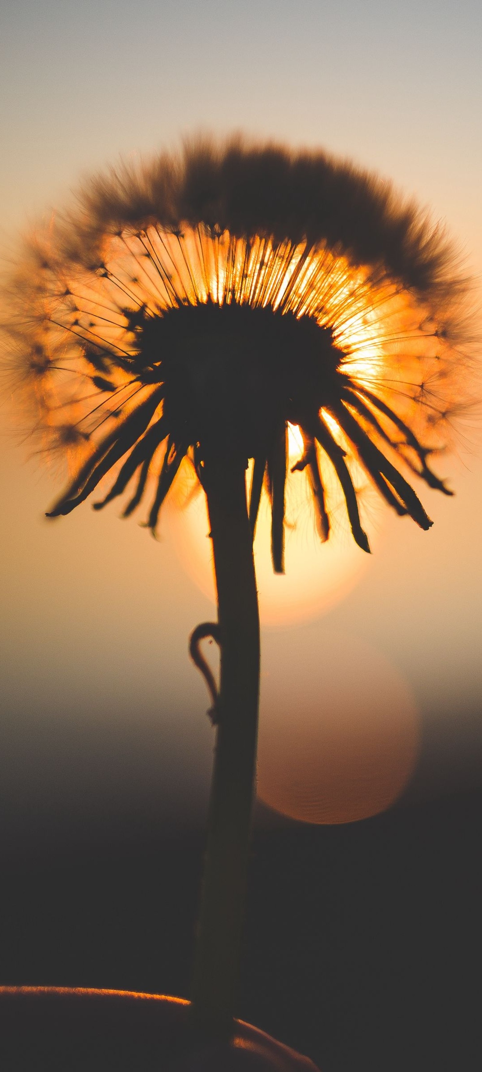 Um close-up de um dente de leão com o sol se pondo ao fundo (smartphone, luz, planta, pessoas na natureza, planta terrestre)