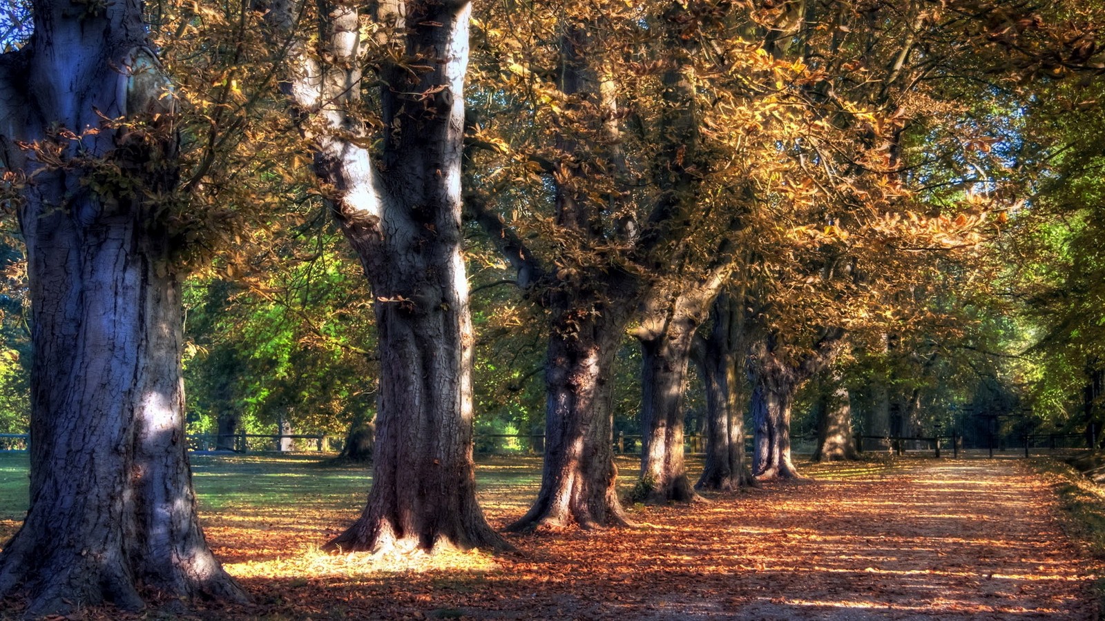 Bäume in einem park mit blättern auf dem boden und einer bank. (natur, baum, gehölz, wald, waldland)