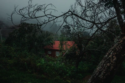 Serener Morgennebel über einem rustikalen Haus in einem üppigen Kiefernwald