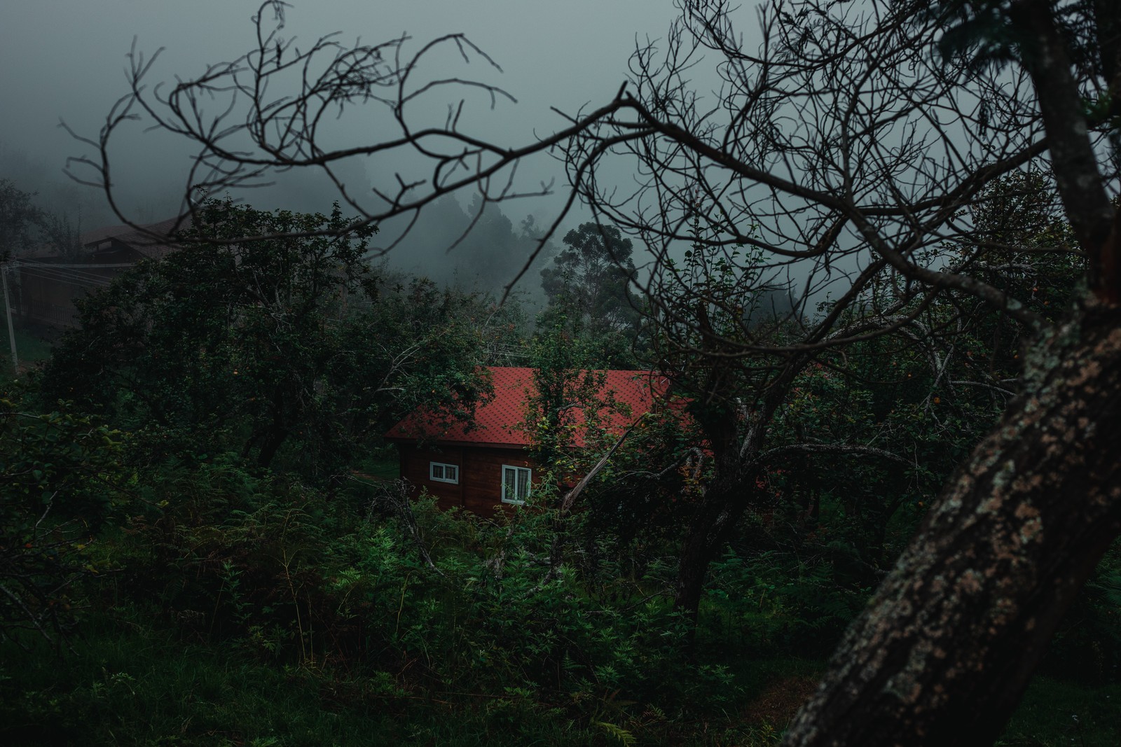 Descargar fondo de pantalla naturaleza, verde, árbol, vegetación, ramo