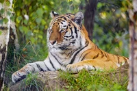 Majestätischer Bengalischer Tiger ruht inmitten üppiger Vegetation