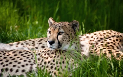 Gepard, der im üppigen grünen Gras im Kölner Zoo ruht, Deutschland