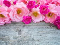 Lebendige pinke Pfingstrosen und Rosen auf rustikalem Holz Hintergrund