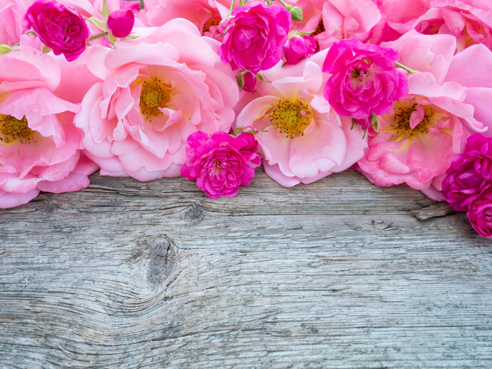 Rosa rosen auf einem holz-hintergrund mit platz für text (schnittblumen, pflanze, rosa, rosengewächse, blume)