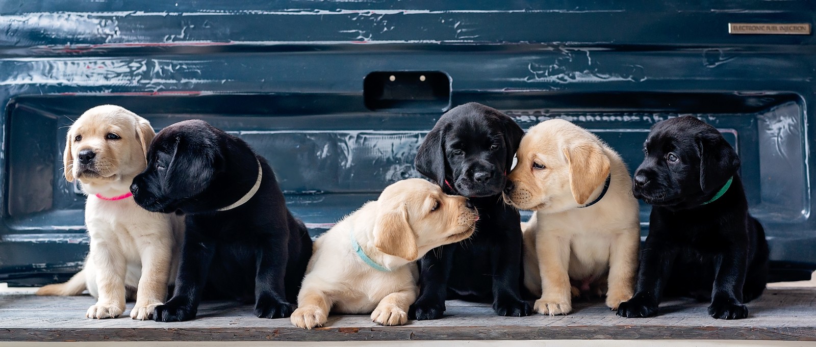 Пять щенков сидят перед грузовиком (щенки, лабрадор ретривер, cute dogs, labrador puppies, 5k)