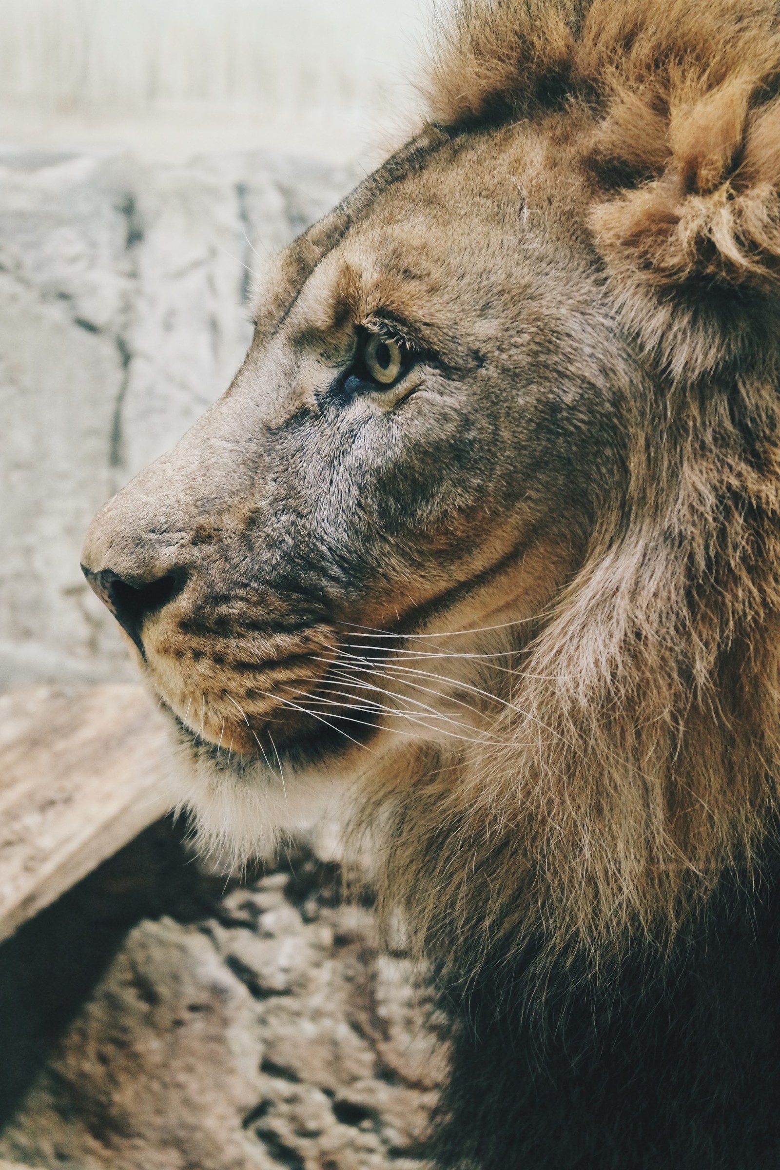 There is a lion that is sitting in the dirt (lion, tiger, big cat, wildlife, felidae)