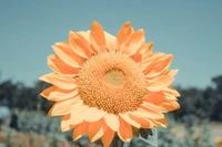 Tournesol orange vif en pleine floraison contre un ciel dégagé.