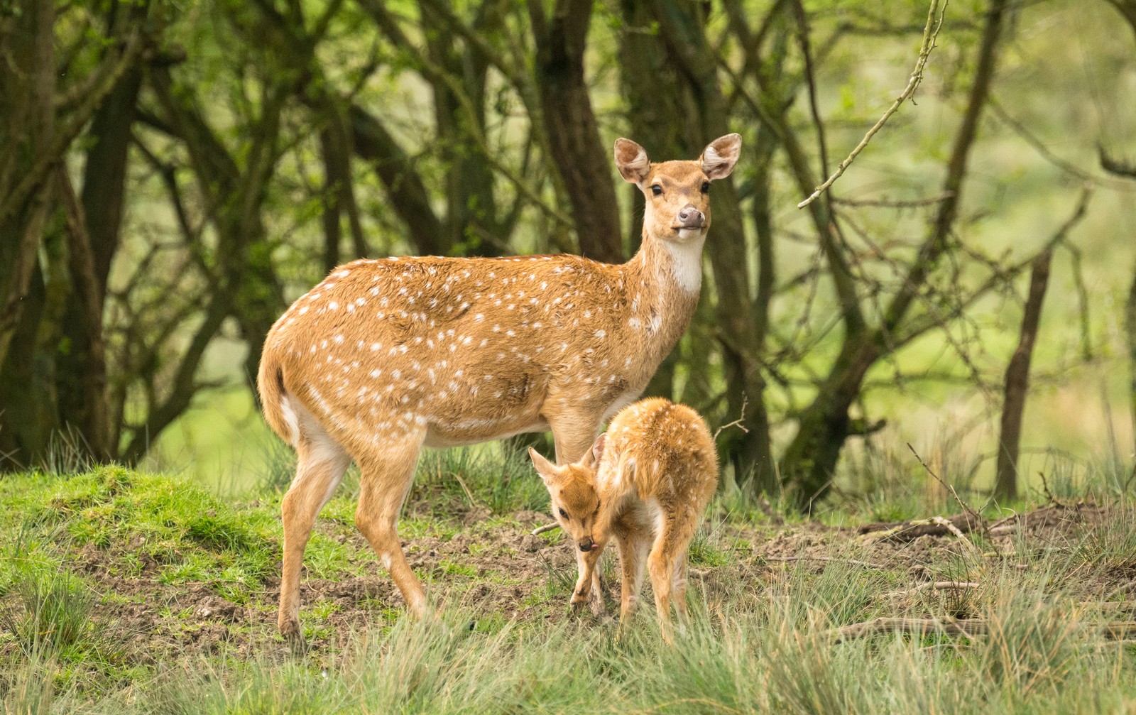 Una jirafa y su cría en el bosque. (ciervo, vida silvestre, animal terrestre, reserva natural, pradera)