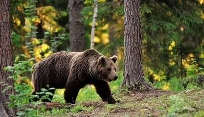 Grizzlybär geht durch einen üppigen Wald