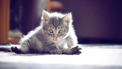 Playful Grey Kitten with Luscious Green Eyes