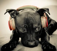 Perro negro con auriculares: Un momento cómico