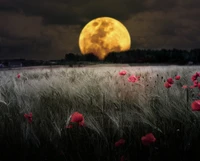 bokeh, copses, dark, field, moon wallpaper