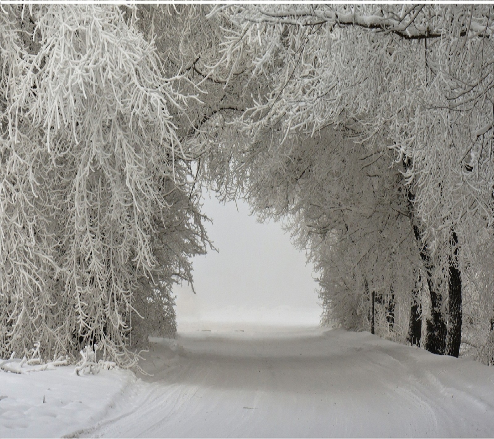 Schneebedeckte bäume säumen einen weg in einem verschneiten wald (landschaft, natur, schnee, winter)