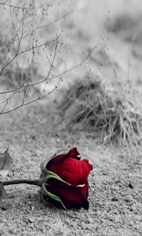 Lonely Red Rose: A Heartfelt Reminder of Love and Loss