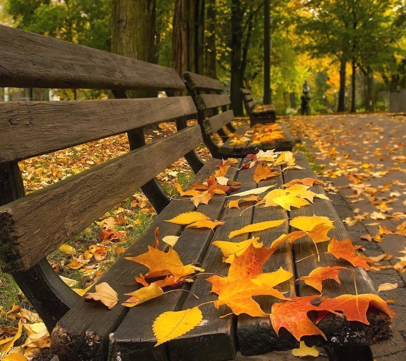 Leaves on a bench in a park in the fall (autumn, bench, cool, forest, nature)