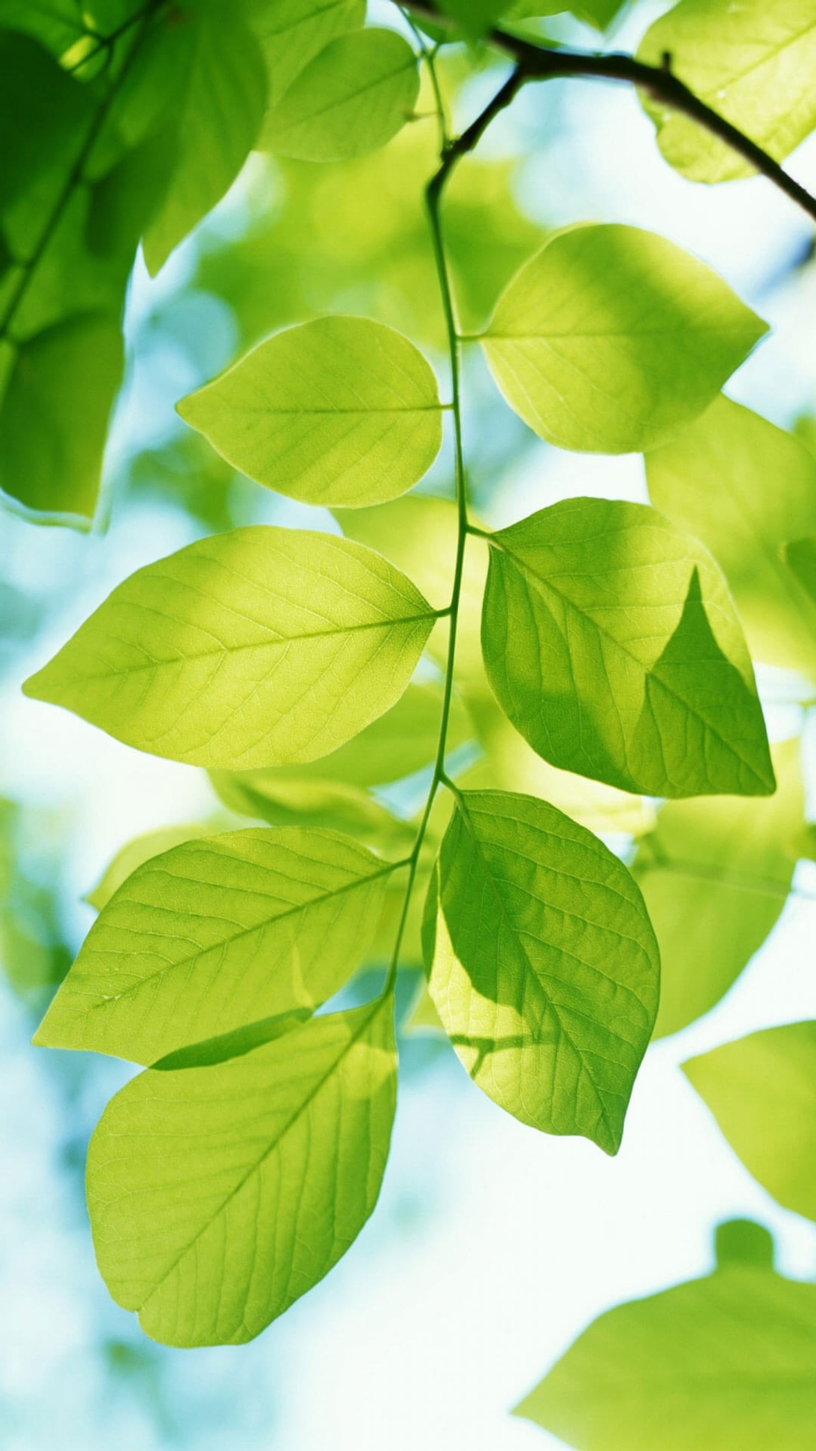 A close up of a green leafy tree branch with a blue sky in the background (branch, close up, green, leaves, macro)