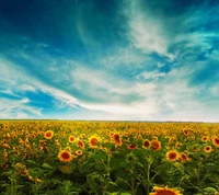 galaxy s4, samsung, sunflower wallpaper