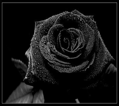 Elegante schwarze Rose mit Tauperlen