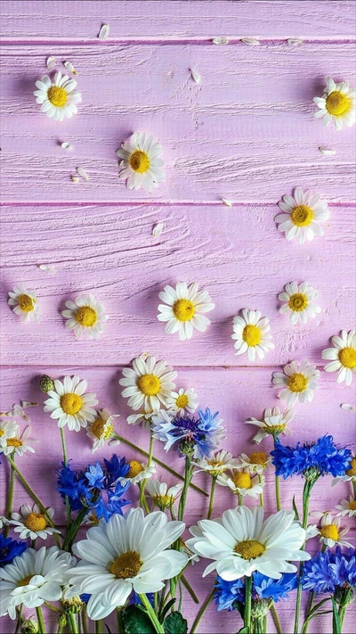 daisy, design, flowers, pink, wood