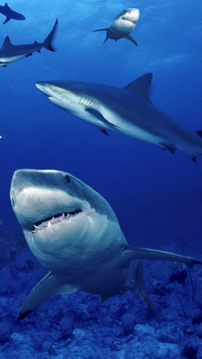 Requins gracieux dans des eaux bleues vibrantes