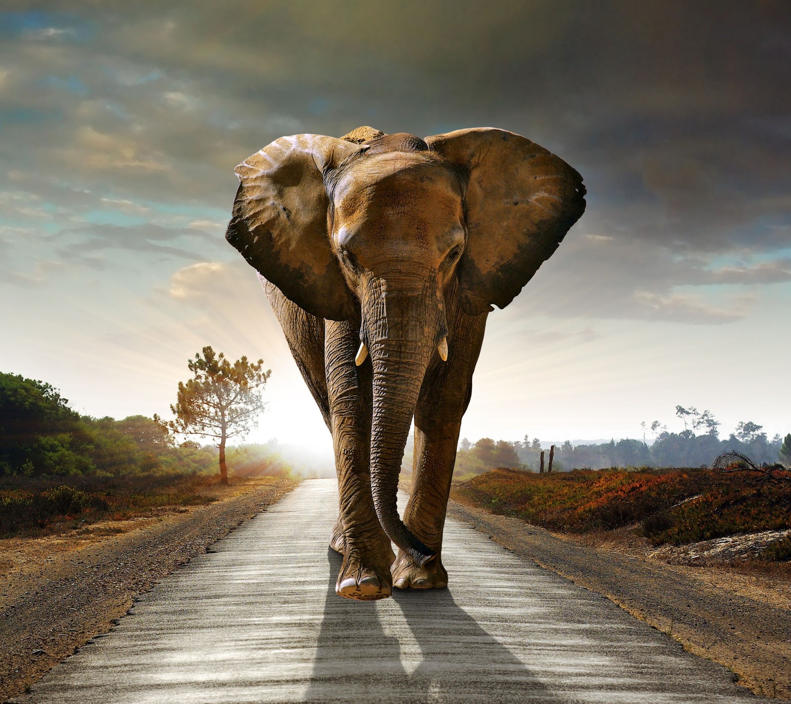 Um grande elefante andando por uma estrada com um céu ao fundo (elefante, natureza, estrada, por do sol)