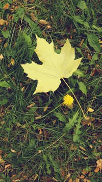 automne, pissenlit, herbe, vert, feuille