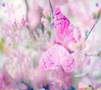 butterfly, pink