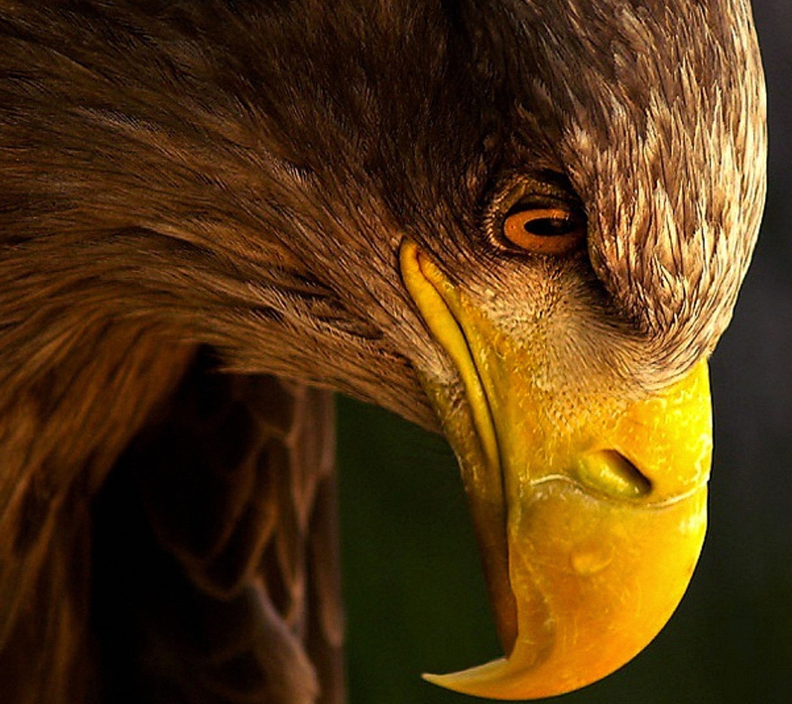 Araffe eagle with yellow beak and yellow beak looking at the camera (beak, bird, eagle)