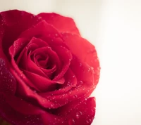 blume, rot, rose, valentinstag