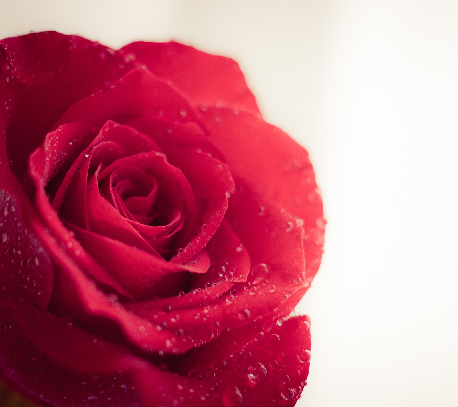 Arabische rote rose mit wassertropfen darauf liegt auf einem tisch (blume, rot, rose, valentinstag)