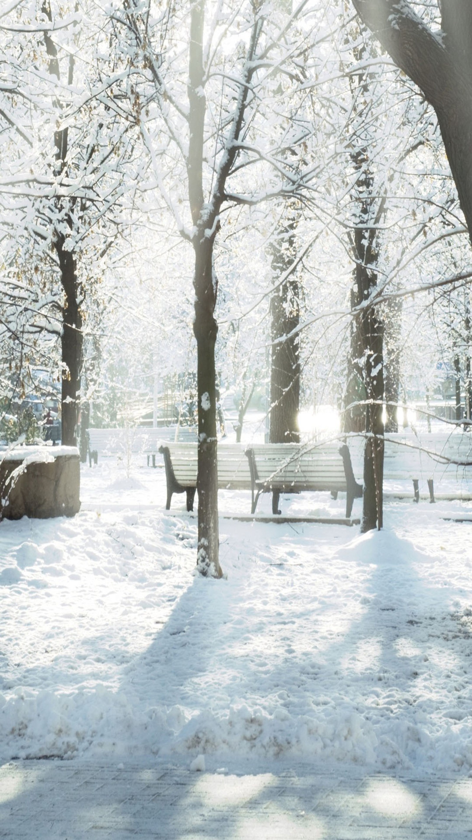 Parc enneigé avec des bancs et des arbres couverts de neige (arbres, hiver)