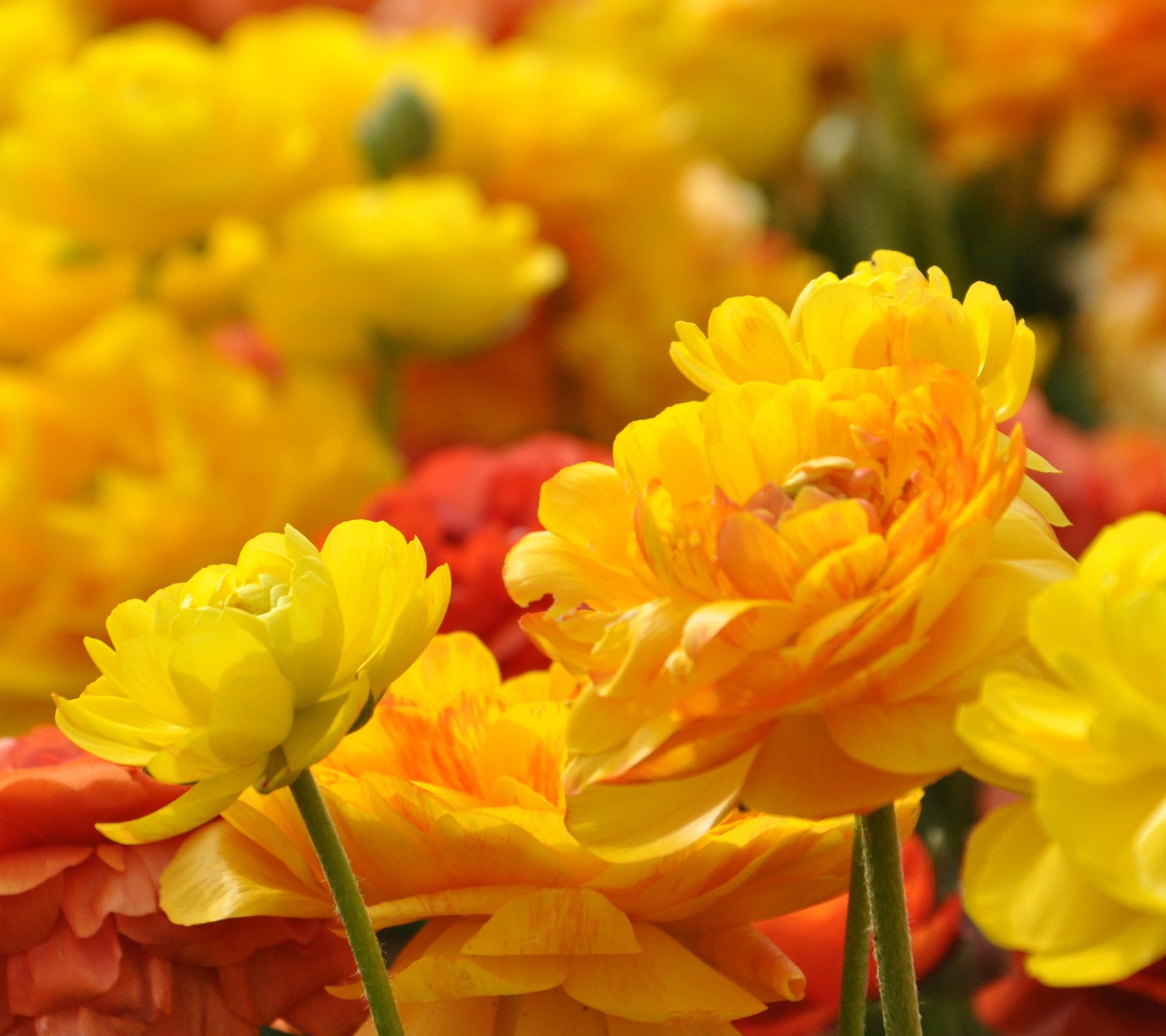 Yellow and red flowers are in a field of orange and yellow flowers (best, flower, hd)