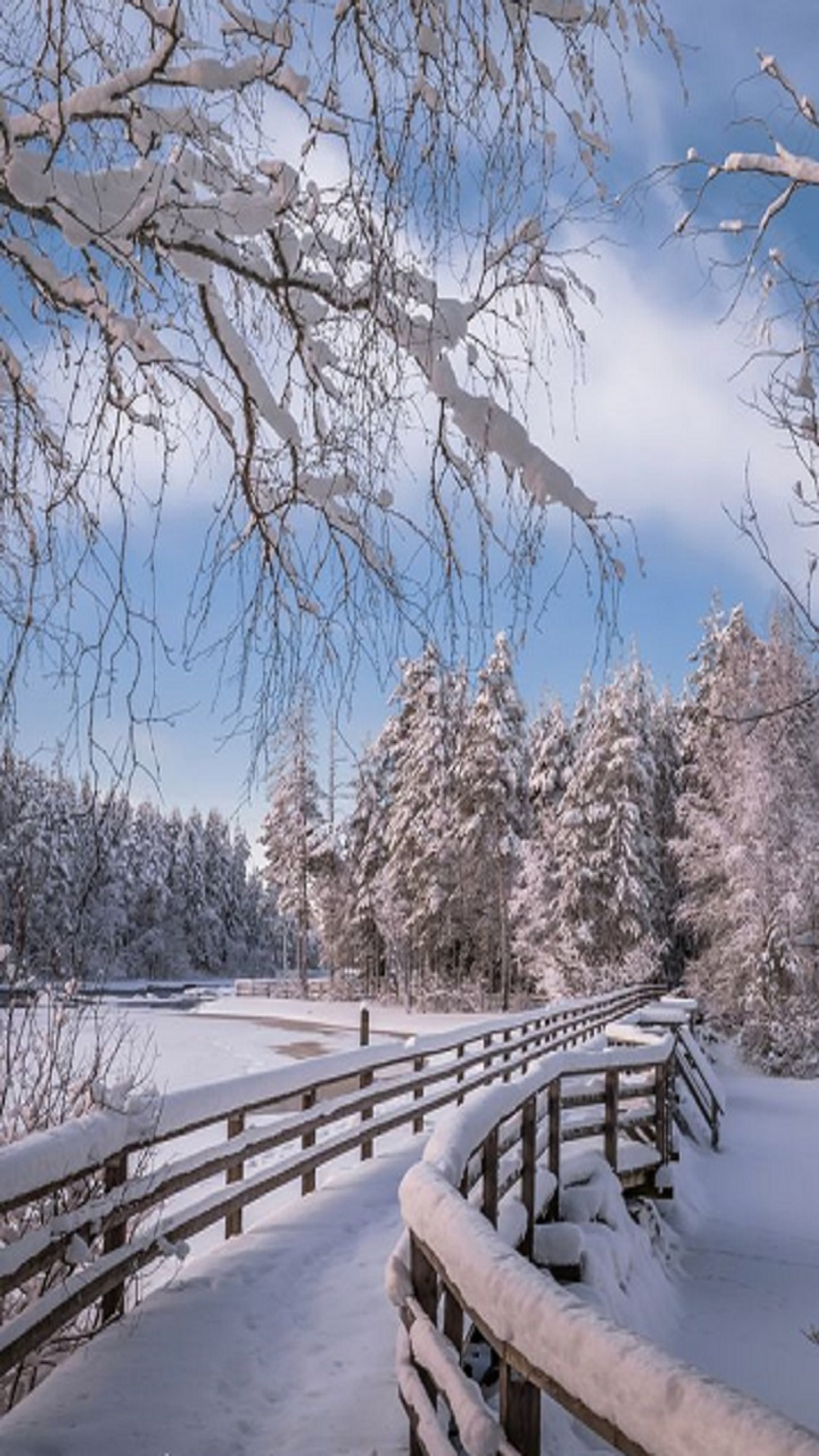 Verschneiter weg in einem park mit zaun und bäumen (schnee, bäume, winter)