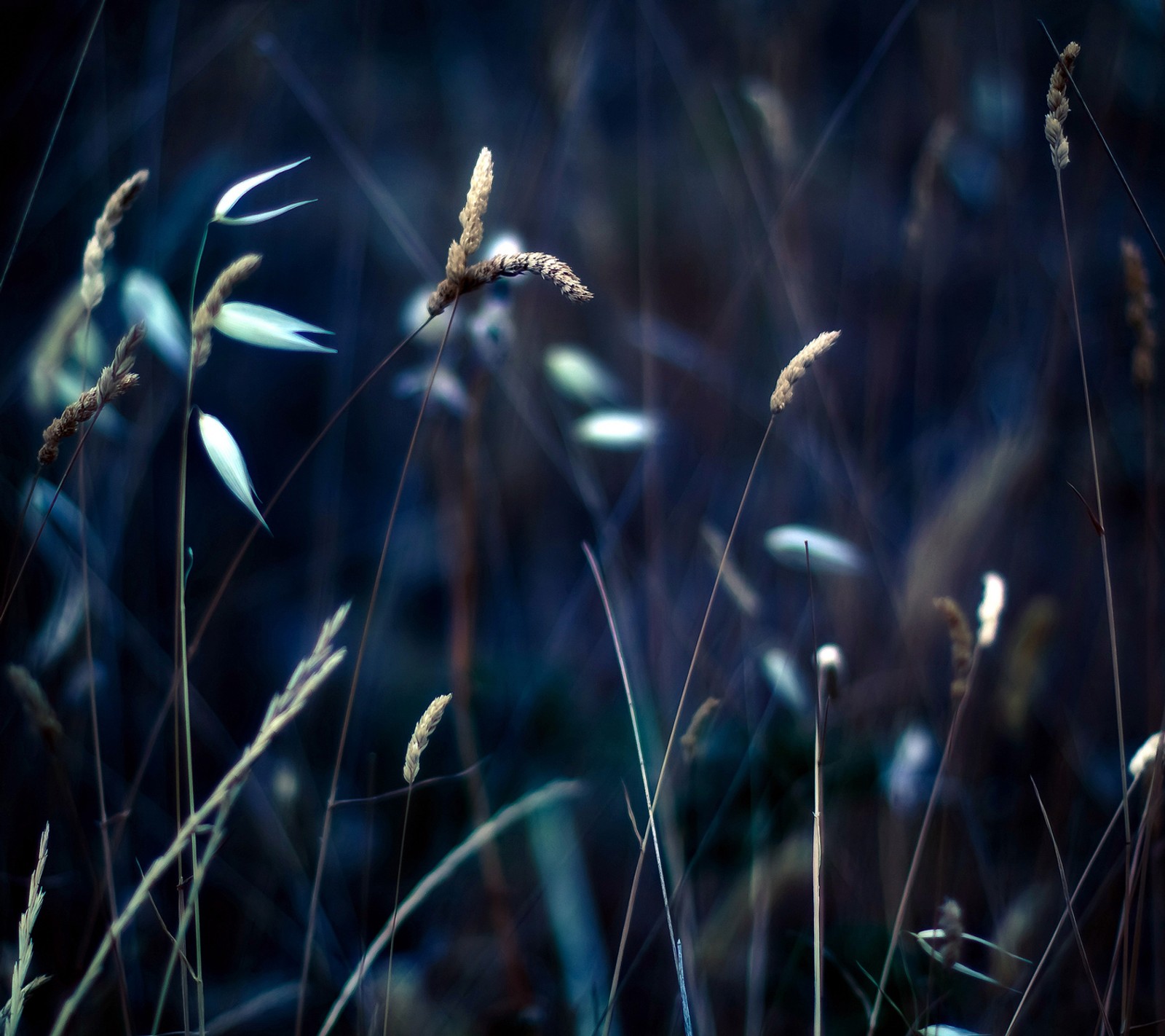 Tall grass in a field with a dark background (grass, nexus, samsung)