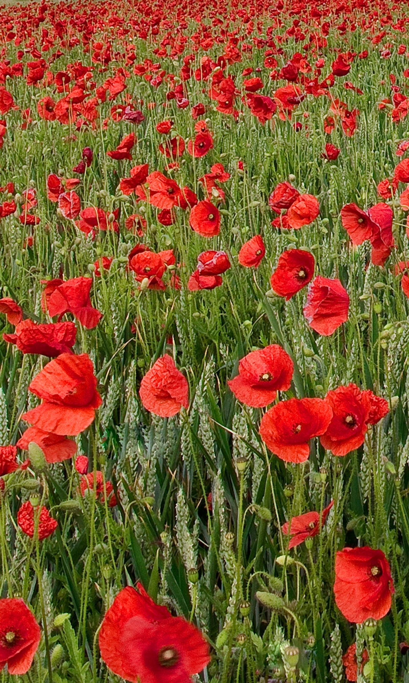 Lade mohn, veteran Hintergrund herunter