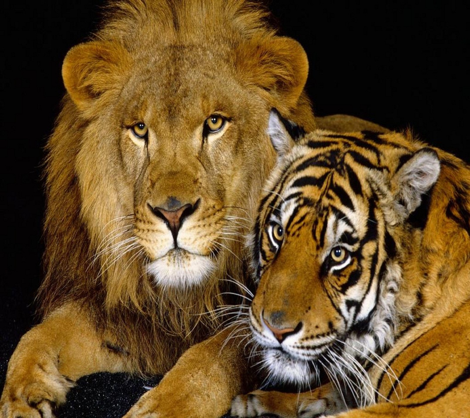 Il y a deux tigres allongés l'un à côté de l'autre sur une surface noire (animal, couple, mignon, le lion, lion et tigre)