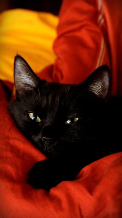 Belle chatte noire se relaxant sur des coussins colorés