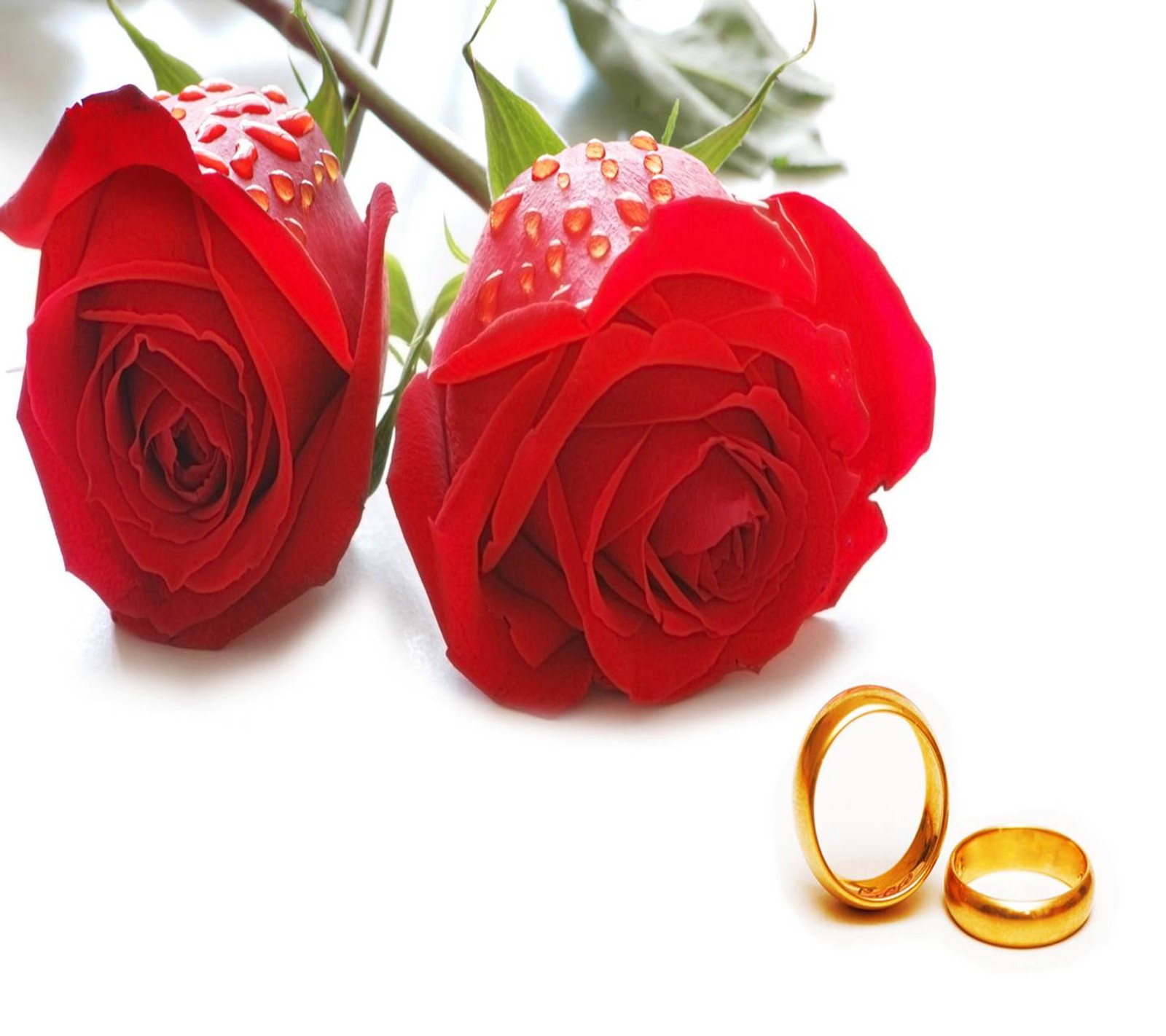 Duas rosas vermelhas e duas alianças de ouro em uma superfície branca (fbmasti, amor, vermelho, rosas)