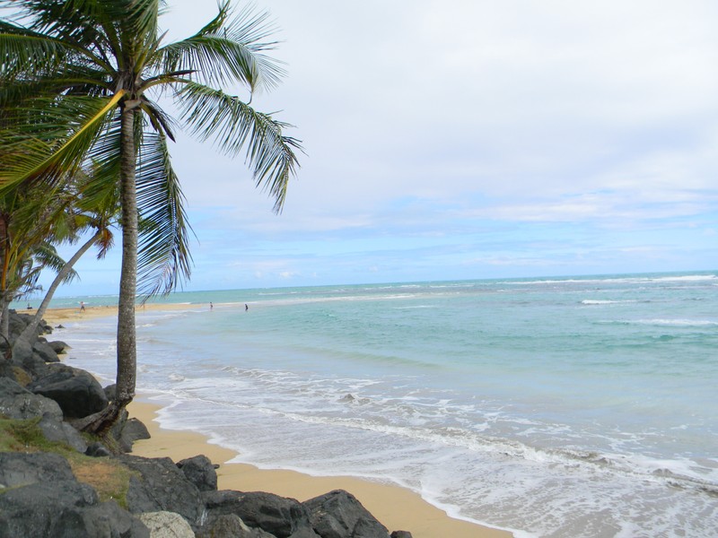 На пляже рядом с водой стоит пальма (пляж, luquillo, пуэрто рико, puerto rico)