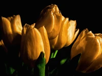 Tulipas douradas em luz suave