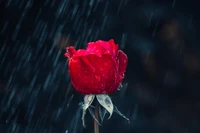 Red Rose with Raindrops Amidst a Dark Background