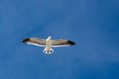 Europäische Silbermöwe im Flug gegen einen klaren blauen Himmel