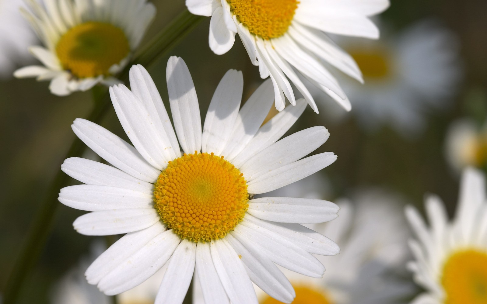 Il y a de nombreuses fleurs blanches avec des cœurs jaunes dans le champ (marguerite commune, pétale, marguerite, plante à fleurs, chamaemelum nobile)