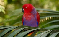 papagaio eclectus, pássaro, papagaio, bico, lori