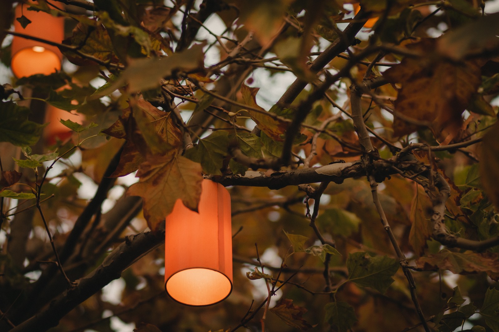 Téléchargez le fond d'écran arbre, lumière, éclairage, luminaire, plante