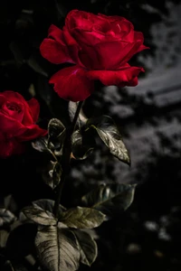 flor, planta com flores, vermelho, rosas de jardim, pétala