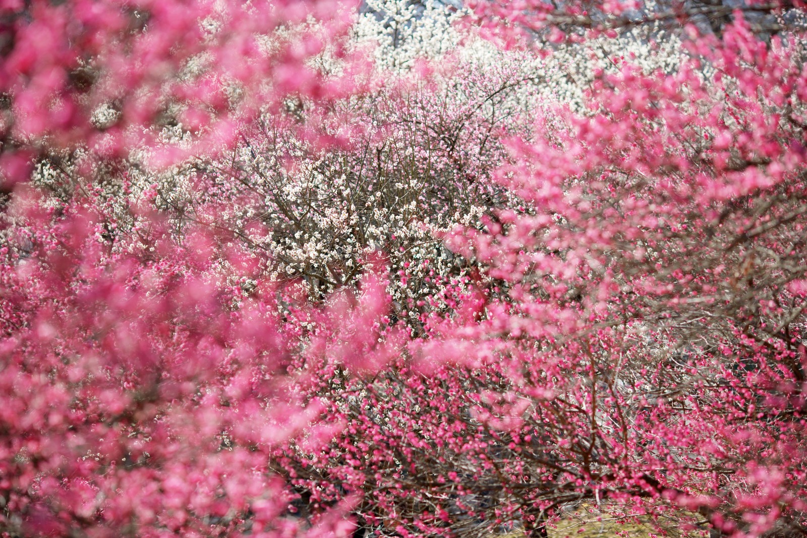 Há muitas flores rosas nas árvores do parque (japão, flor de cerejeira, florescimento, flor, rosa)