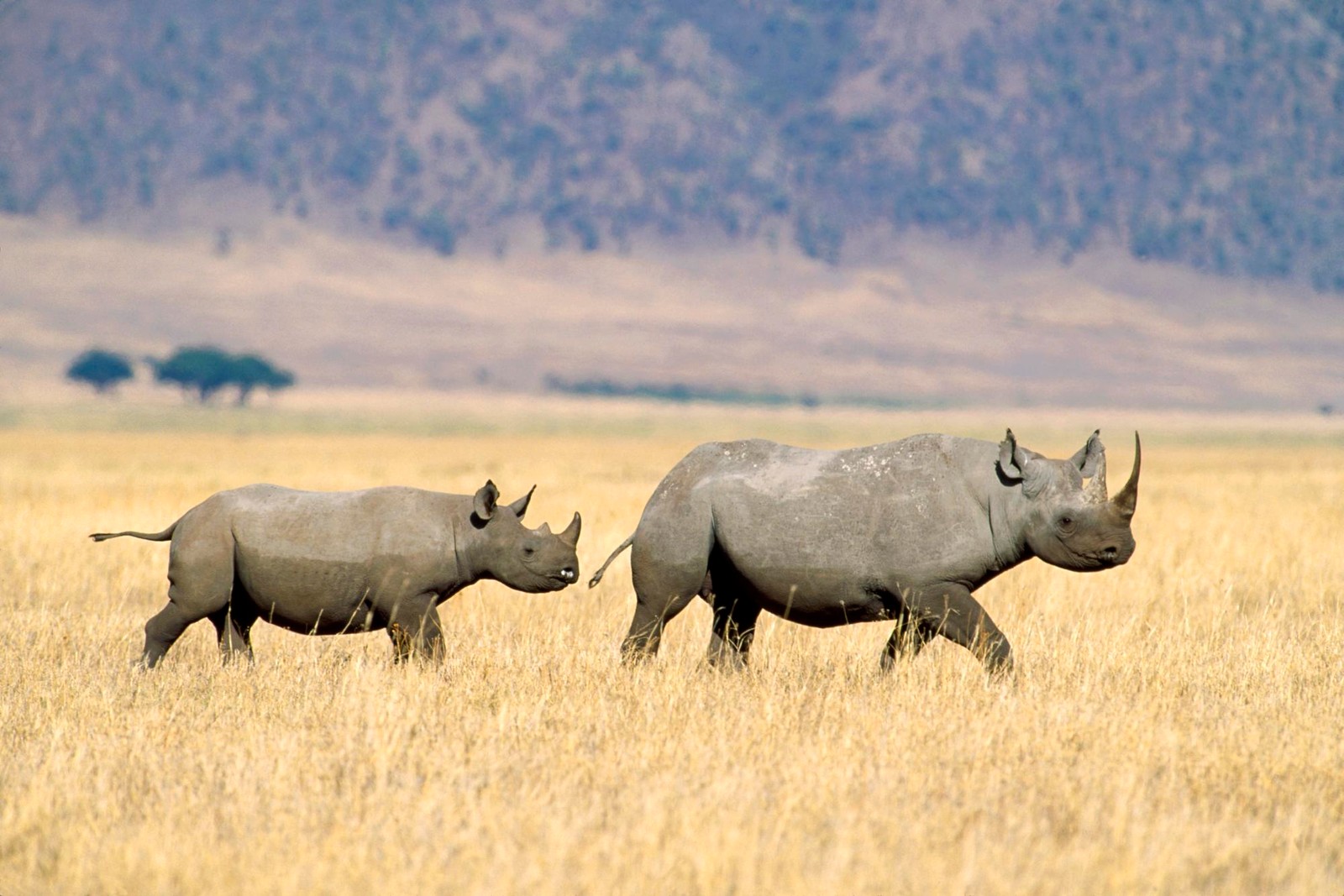 Zwei nashörner gehen zusammen im hohen gras (safari, nationalpark, nashorn, landsäugetier, wildleben)